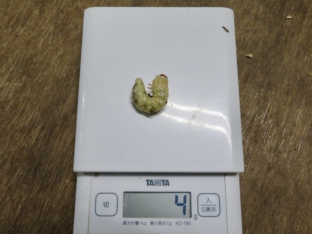 アマミコクワの4グラムの終齢幼虫
