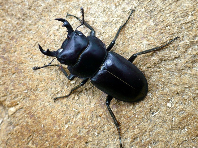 アマミコクワガタ34ミリ