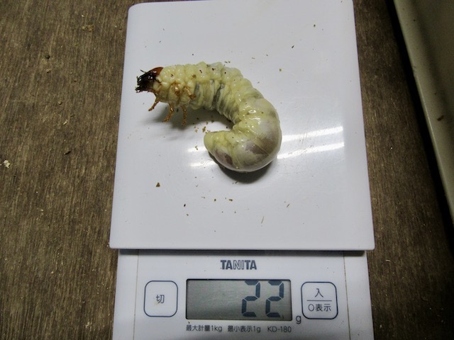 アマミノコギリの22グラムの終齢幼虫