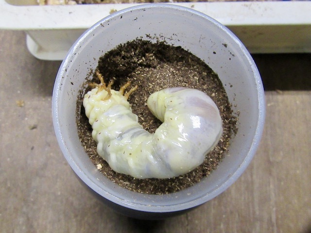 アマミノコギリクワガタの終齢幼虫の画像