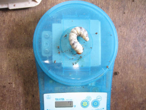 アマミシカの7グラムの終齢幼虫