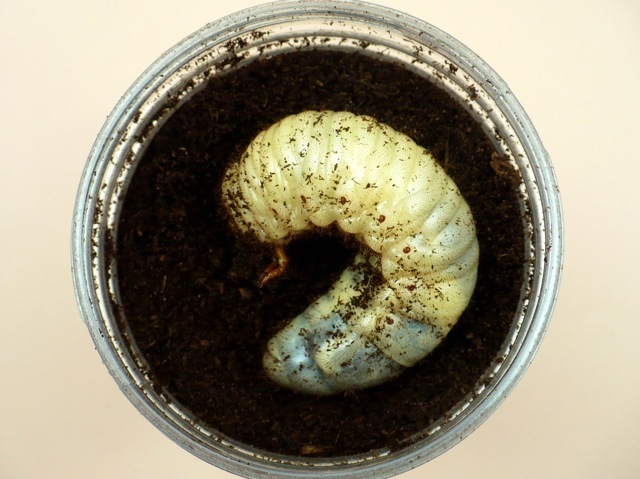カブトムシの幼虫のブロー容器飼育