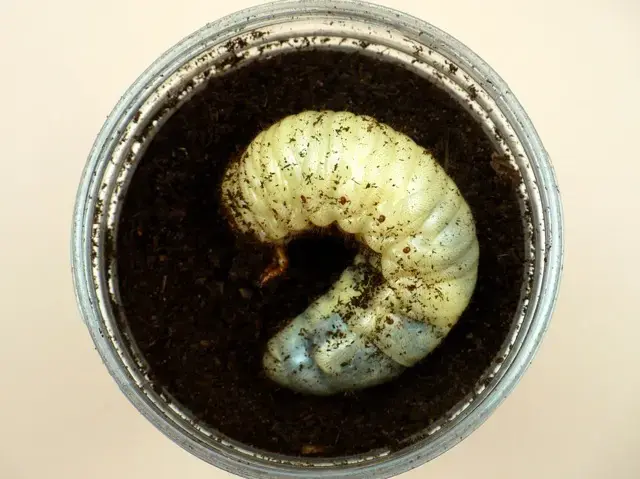 カブトムシ幼虫が大きくなる！栄養価抜群の発酵マット【100リットル】チャック付袋 国産カブトムシ幼虫が大きくなる！発酵マット☆栄養添加剤入り