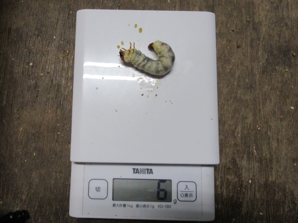 チョウセンヒラタの6グラムの大きな終齢幼虫