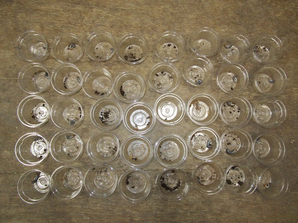 チョウセンヒラタの産卵結果の画像