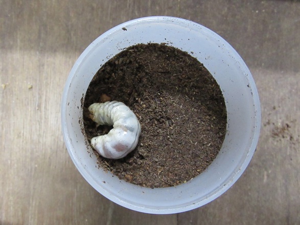 チョウセンヒラタの終齢幼虫の画像
