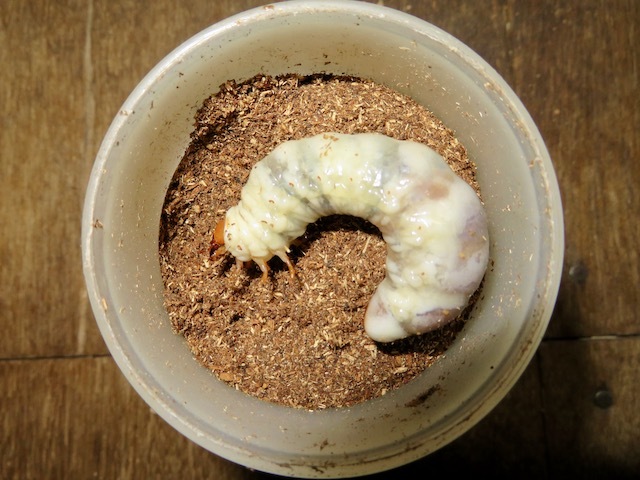 ダイトウヒラタの終齢幼虫