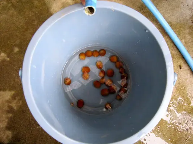 水に漬け込む