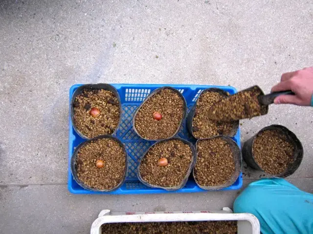 埋め込む