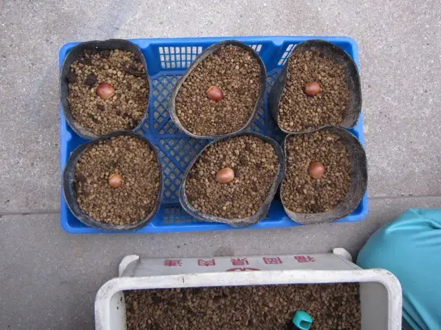 ポットにセット