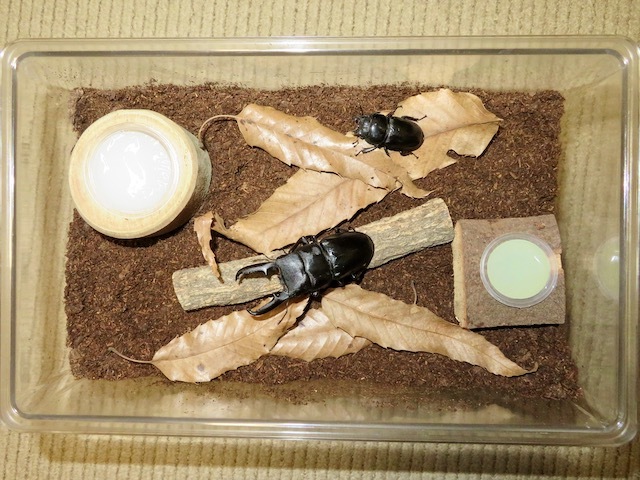 ゴトウヒラタクワガタの販売/クワガタ工房 虫吉