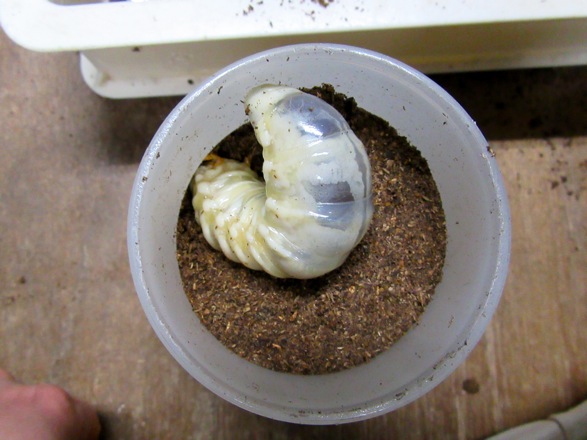 ゴトウヒラタの終齢幼虫の画像