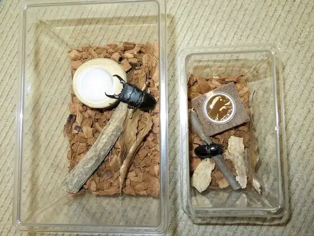 メスの飼育例