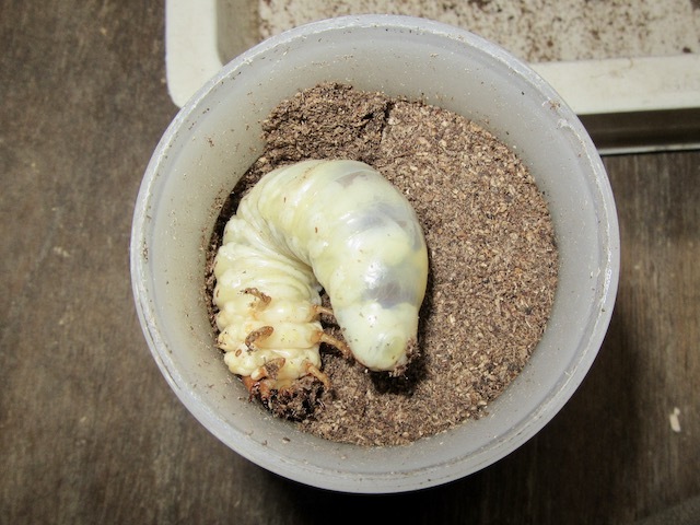 イキヒラタの終齢幼虫の画像