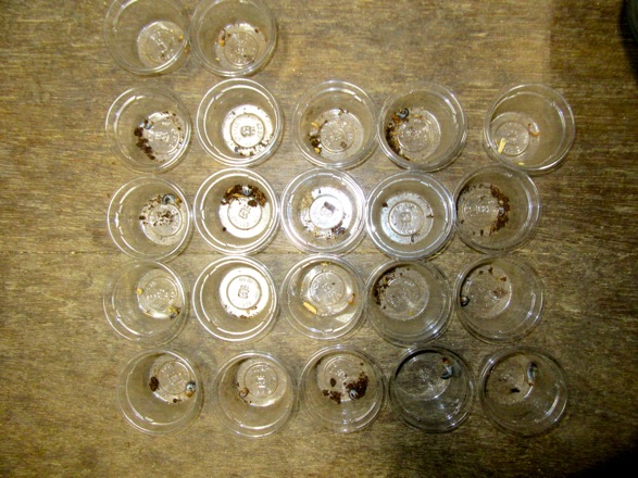 イキヒラタの産卵結果の画像