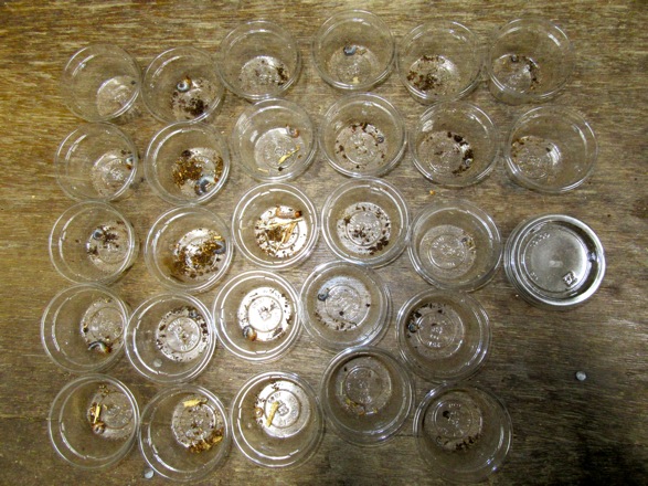 壱岐産ノコギリの産卵結果の画像