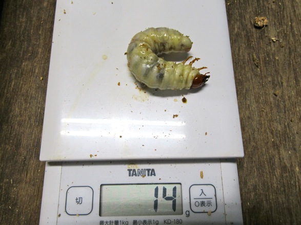 壱岐産ノコギリの14グラムの終齢幼虫