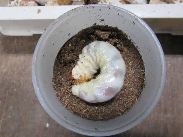 壱岐産ノコギリクワガタの終齢幼虫の画像