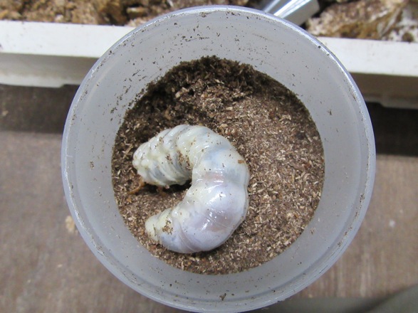 クチノエラブノコギリクワガタの終齢幼虫の画像