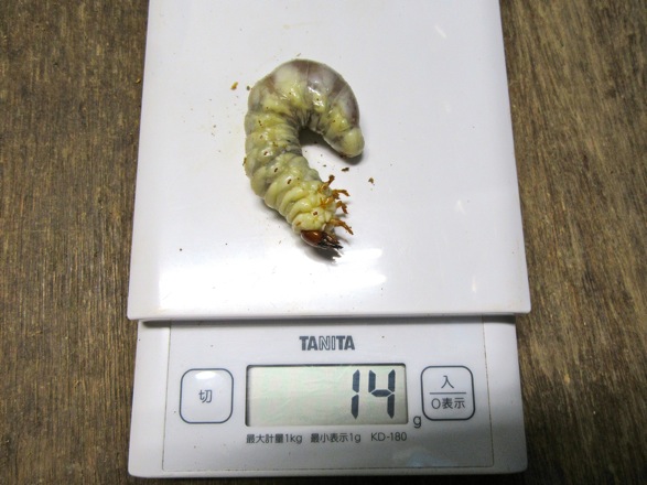 クチノエラブノコギリの14グラムの終齢幼虫