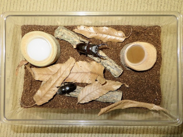 クメジマノコギリのペアの飼育例
