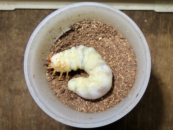 クメジマノコギリクワガタの終齢幼虫の画像