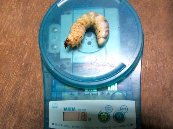 クロシマノコギリの18グラムの終齢幼虫