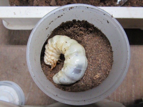 クロシマノコギリクワガタの終齢幼虫の画像