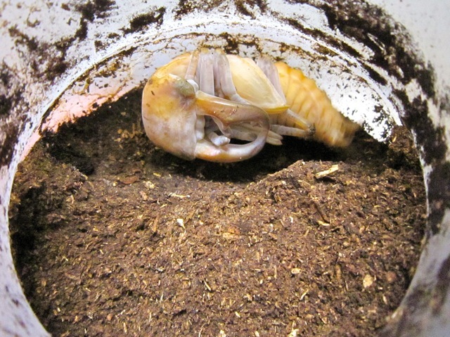 蛹室のサナギ
