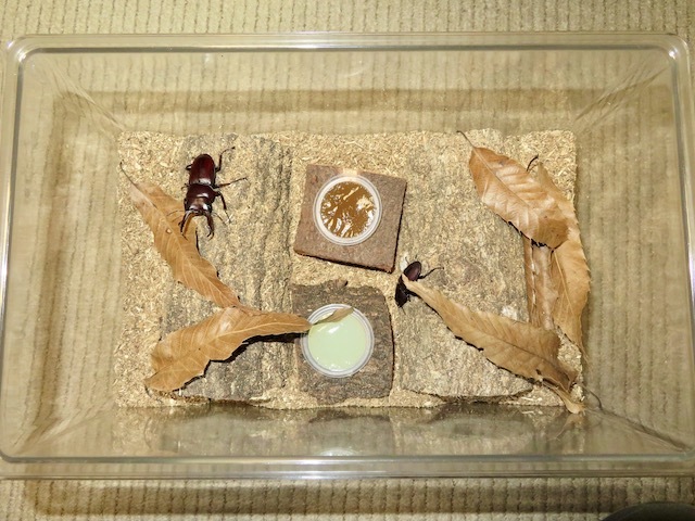 ミシマコクワガタの産卵セットの一例