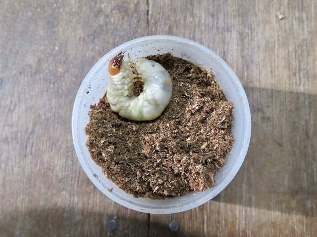 ミシマコクワガタの終齢幼虫の画像