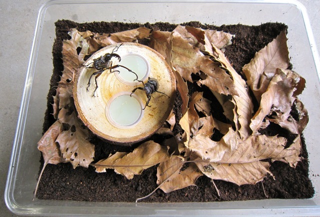 ミヤマクワガタの産卵