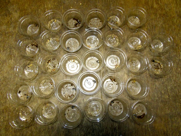 オキナワヒラタの産卵結果の画像