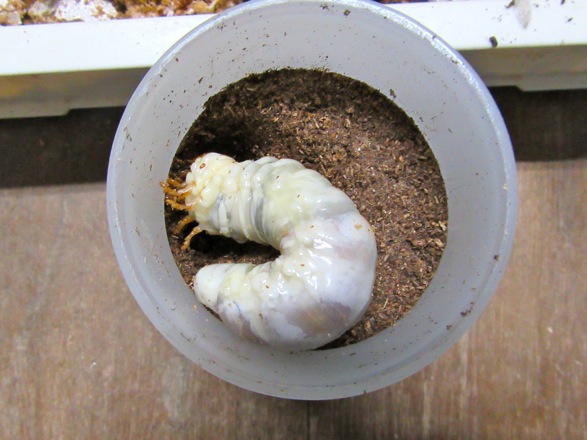 オキナワヒラタの終齢幼虫の画像