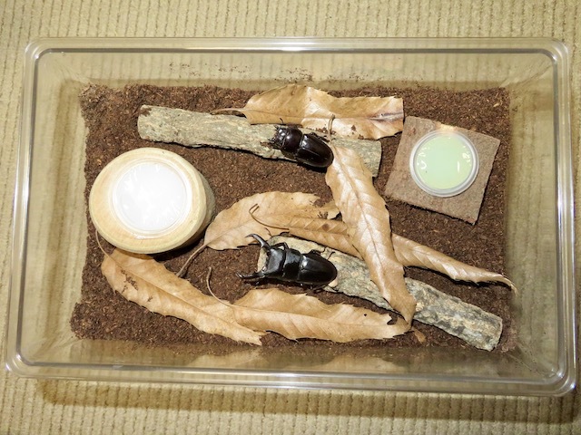 オキノエラブヒラタのペアの飼育例