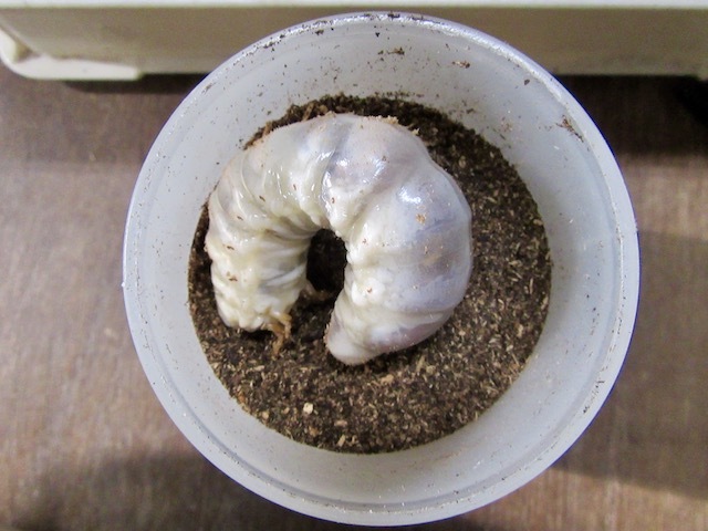 オキノエラブヒラタの終齢幼虫の画像