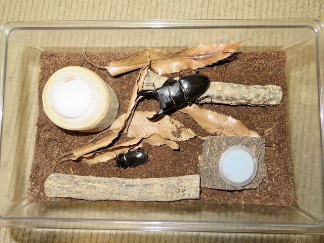 サキシマヒラタのペアの飼育例