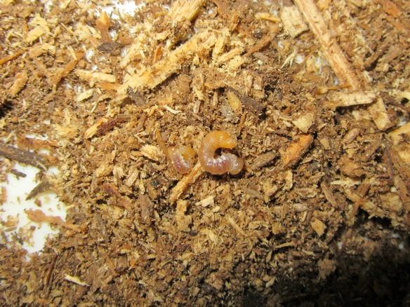 スジクワガタの幼虫の画像
