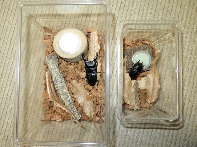 タカラヒラタのオスとメスの別々の飼育例