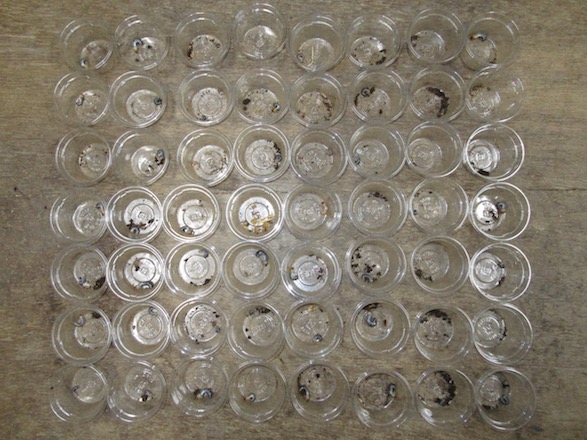 タカラヒラタの産卵結果の画像