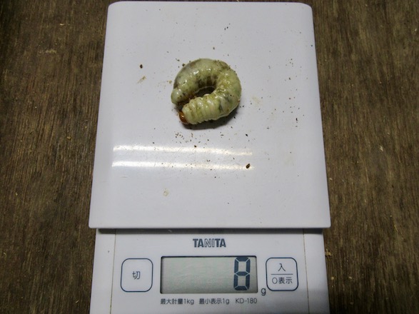 トカラコクワの8グラムの終齢幼虫