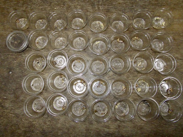 トカラコクワの産卵結果の画像
