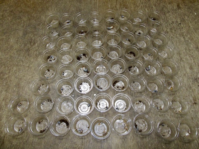 トカラノコギリクワガタの産卵結果の画像