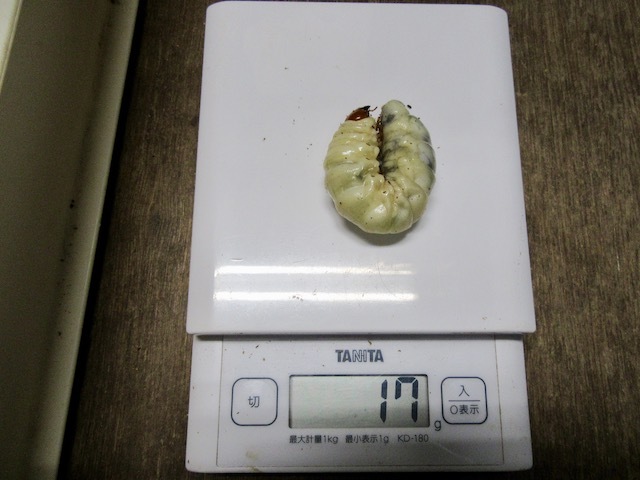 トカラノコギリの17グラムの終齢幼虫