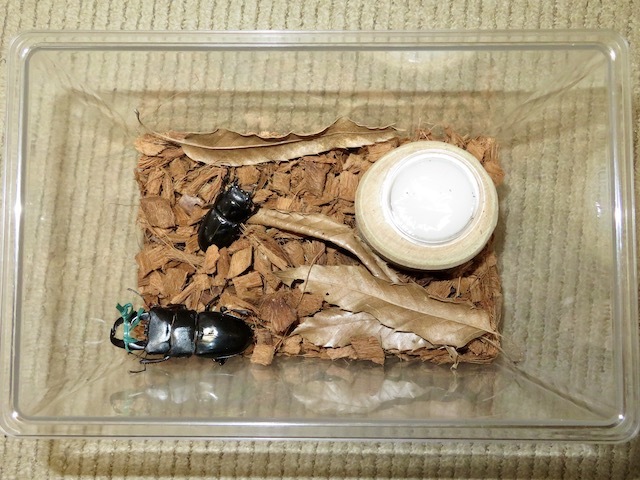トクノシマヒラタのオスのアゴを縛ってペアリング