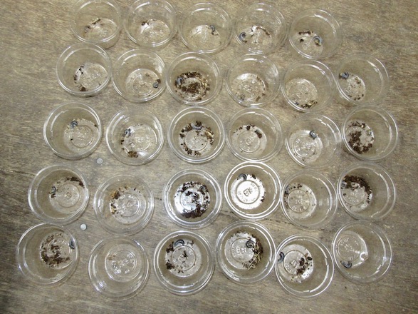 トクノシマヒラタの産卵結果の画像