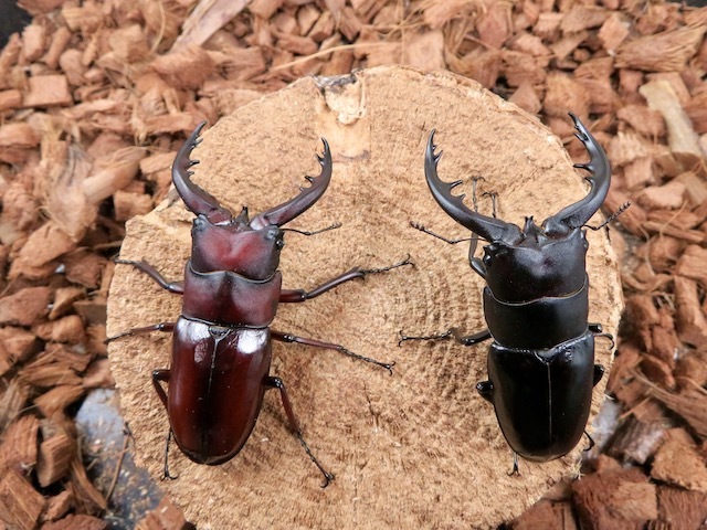 トクノシマノコギリの赤と黒の比較