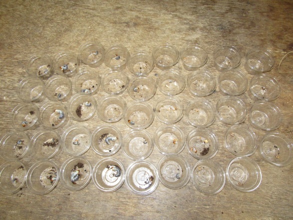 トクノシマノコギリクワガタの産卵結果の画像
