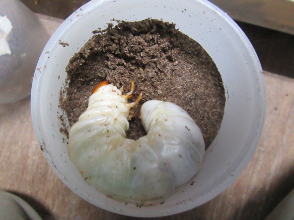 ツシマヒラタの終齢幼虫の画像