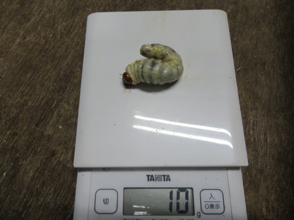 ヤエヤマノコギリの10グラムの終齢幼虫